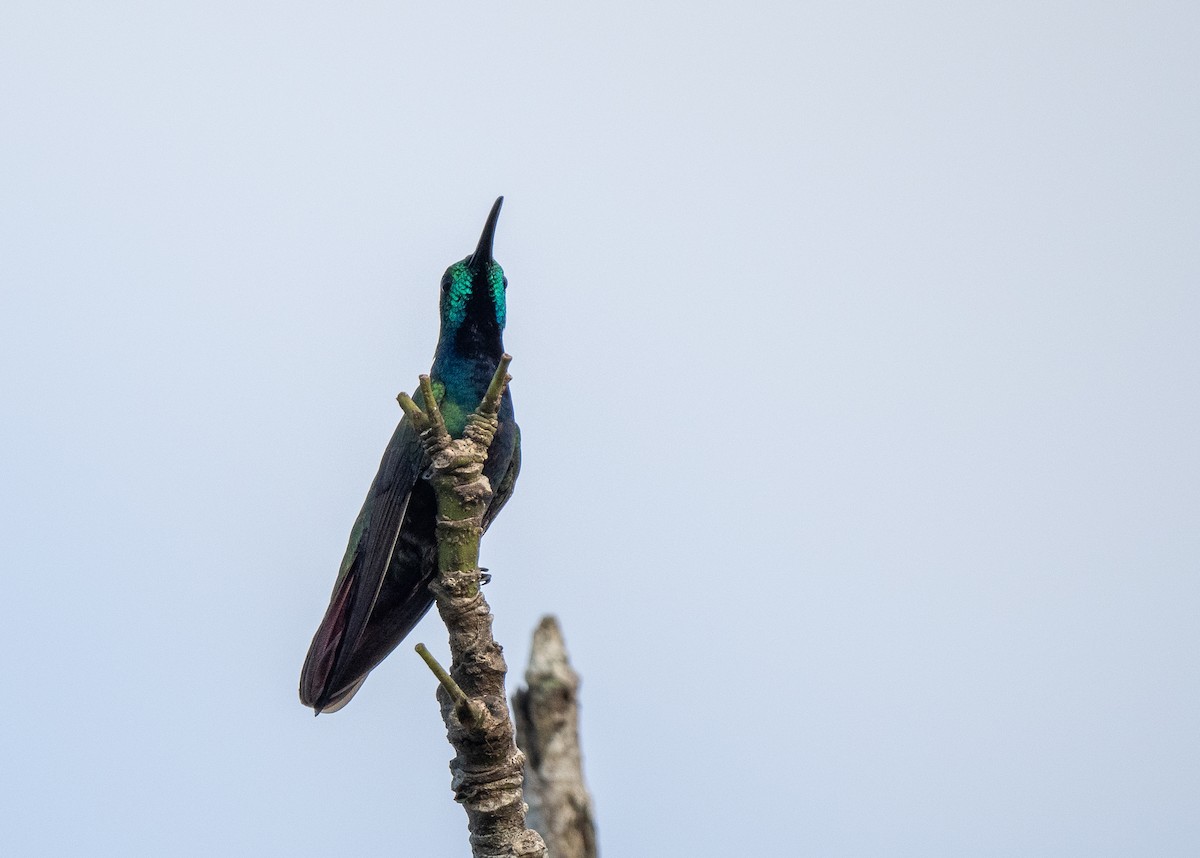 kolibřík lesklý - ML620320276