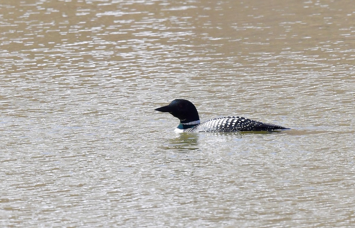 Common Loon - ML620320305