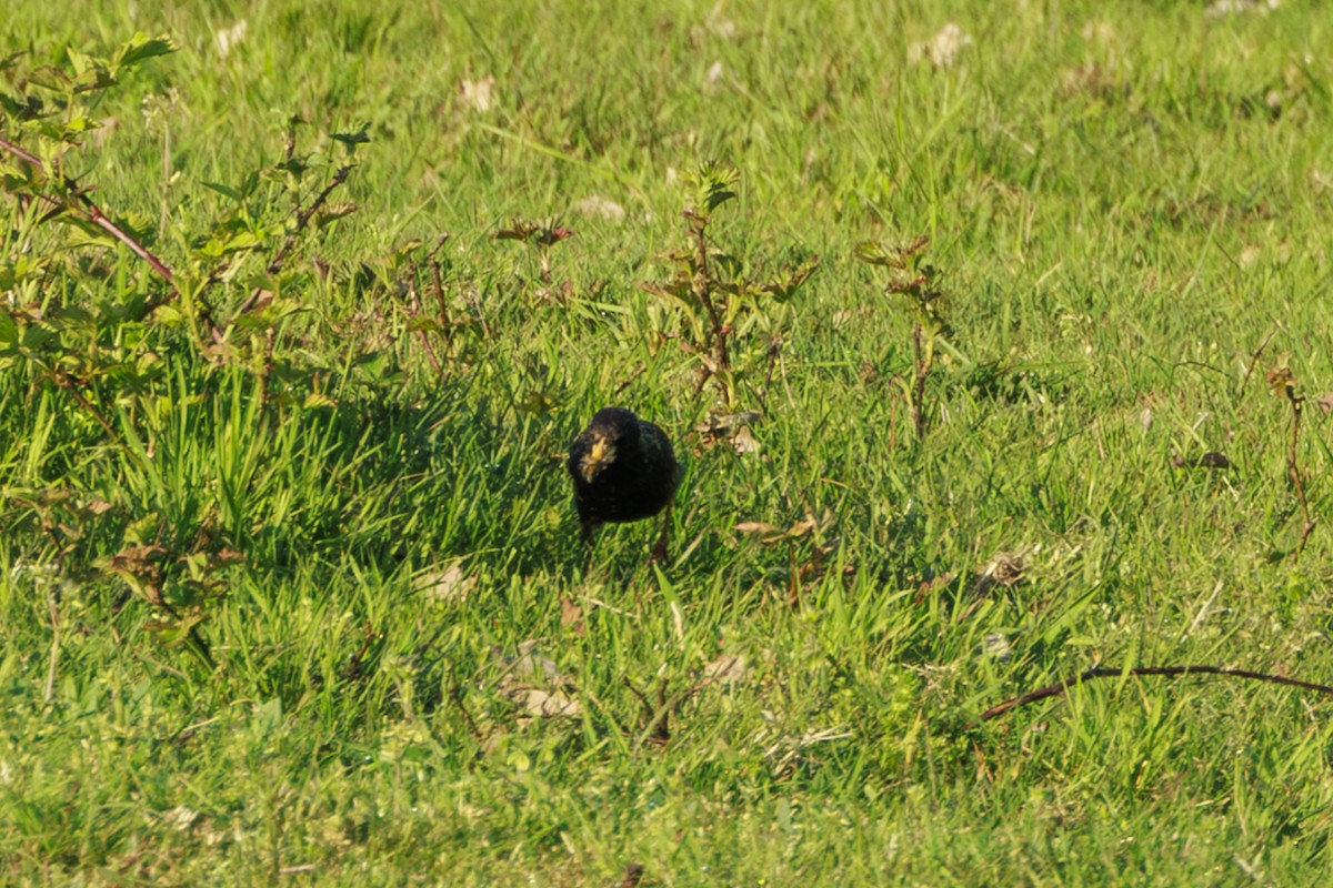 European Starling - ML620320329