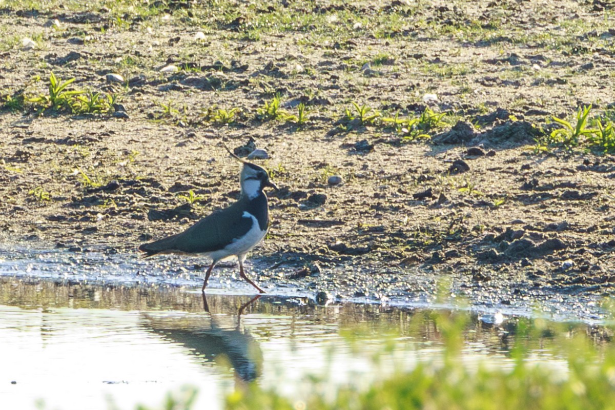 Northern Lapwing - ML620320348