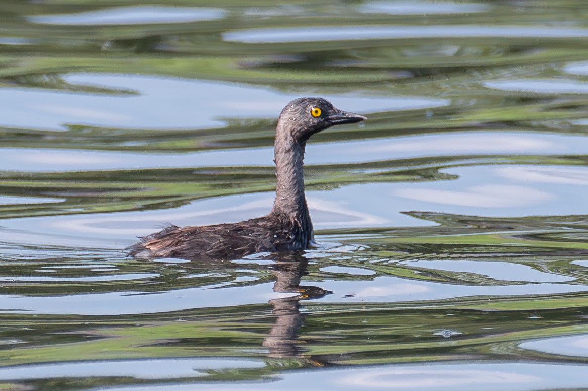 Least Grebe - ML620320351