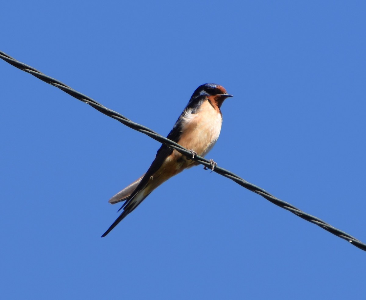 Barn Swallow - ML620320352