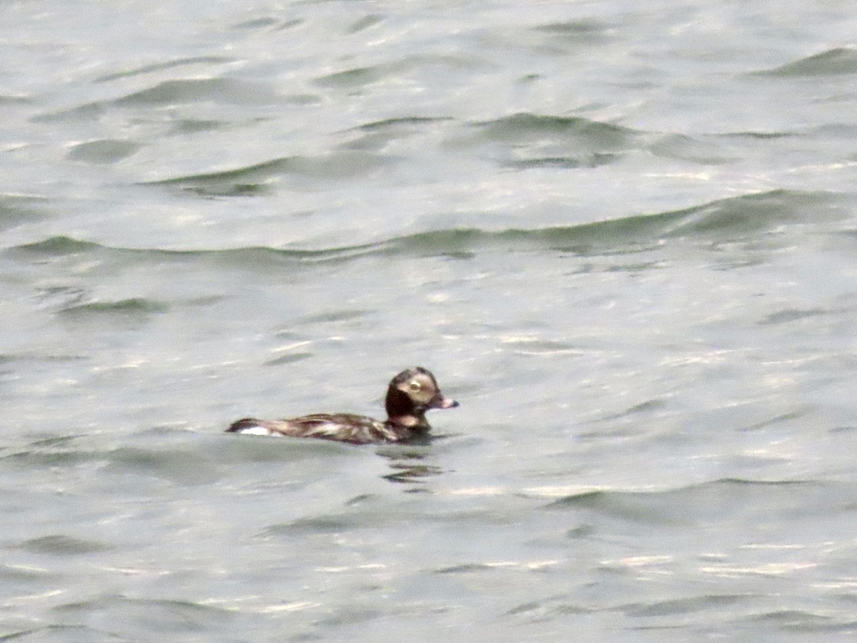 Long-tailed Duck - ML620320361