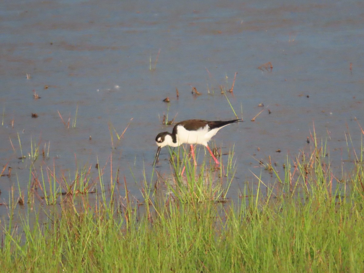 Black-necked Stilt - ML620320362