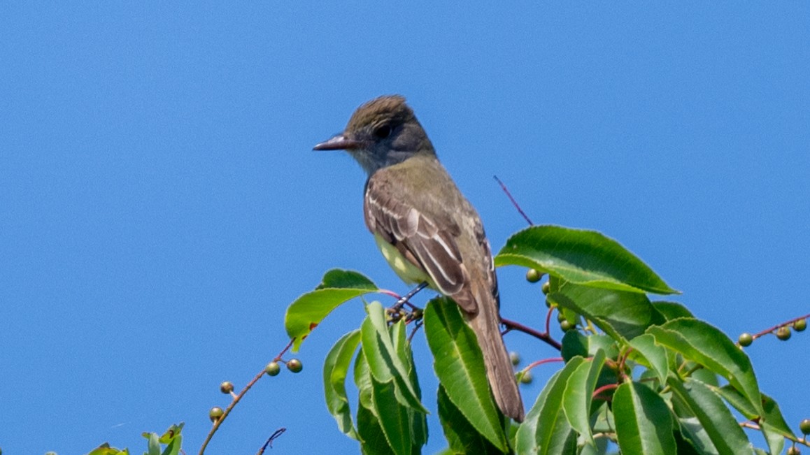 Great Crested Flycatcher - ML620320377