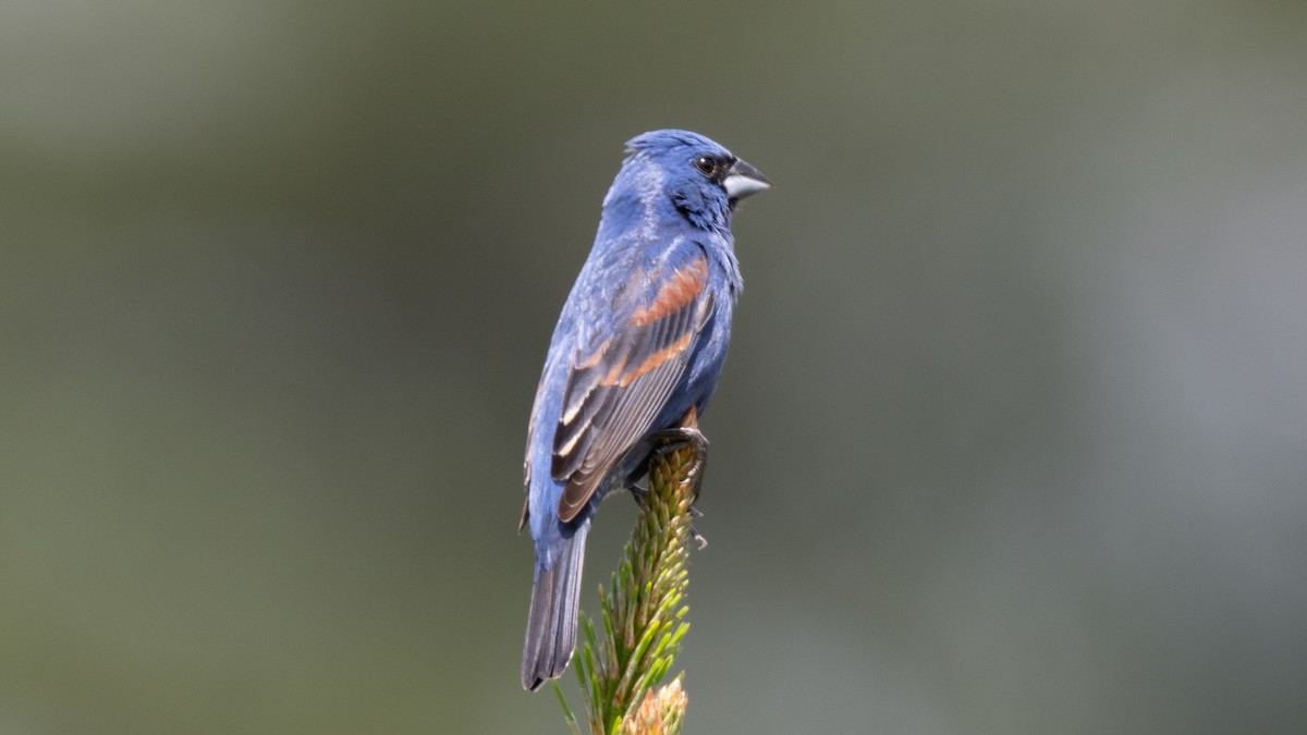 Blue Grosbeak - ML620320382