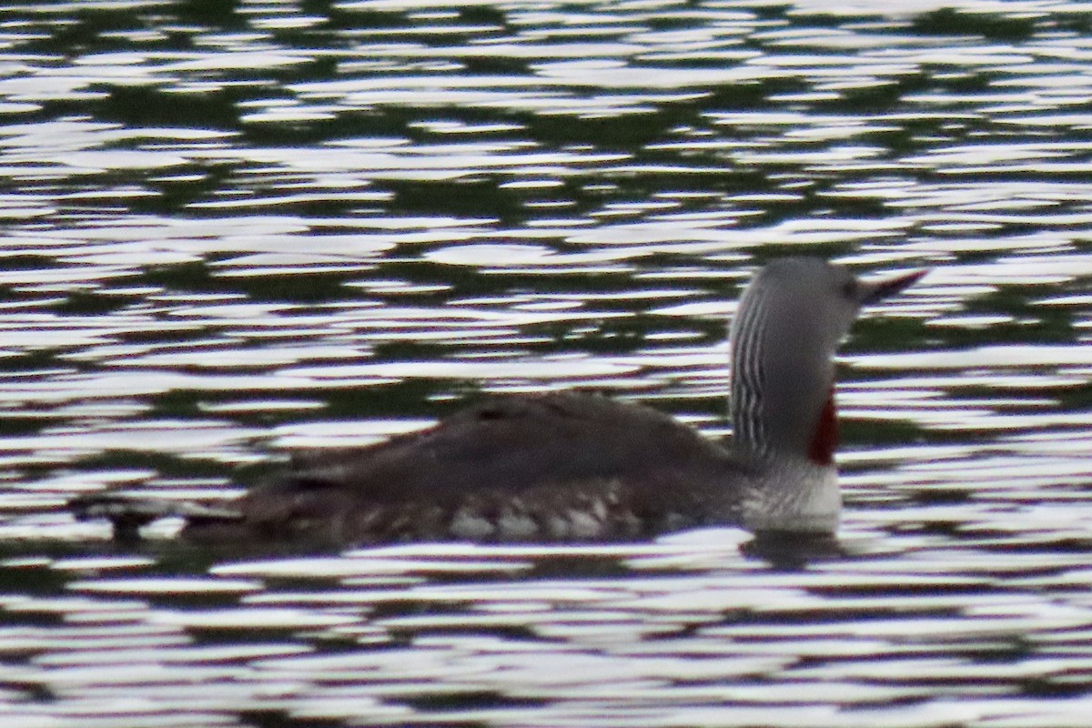 Red-throated Loon - ML620320383
