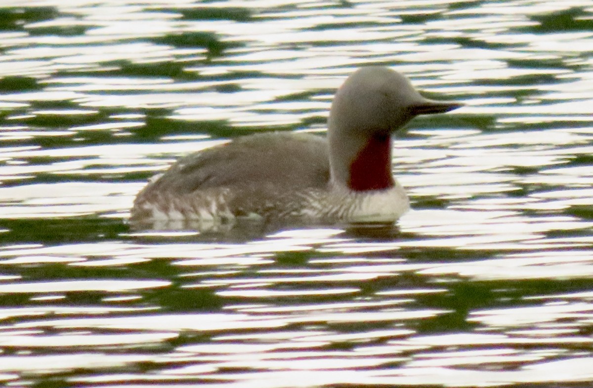 Red-throated Loon - ML620320386
