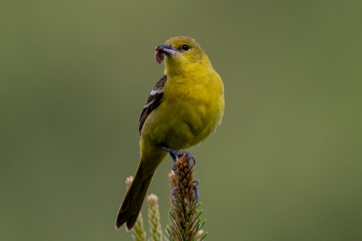 Orchard Oriole - ML620320397