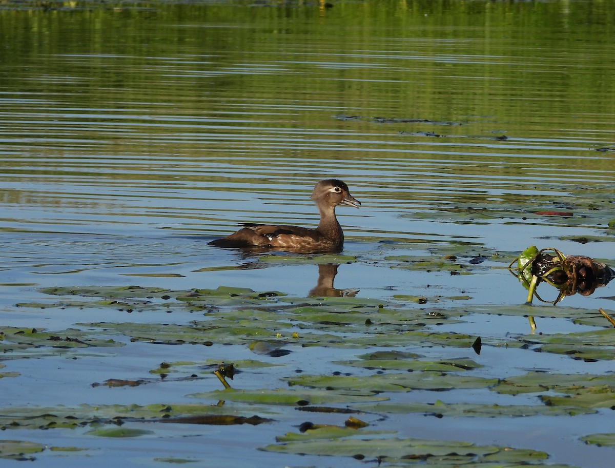 Wood Duck - ML620320399