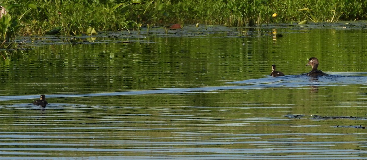 Wood Duck - ML620320401