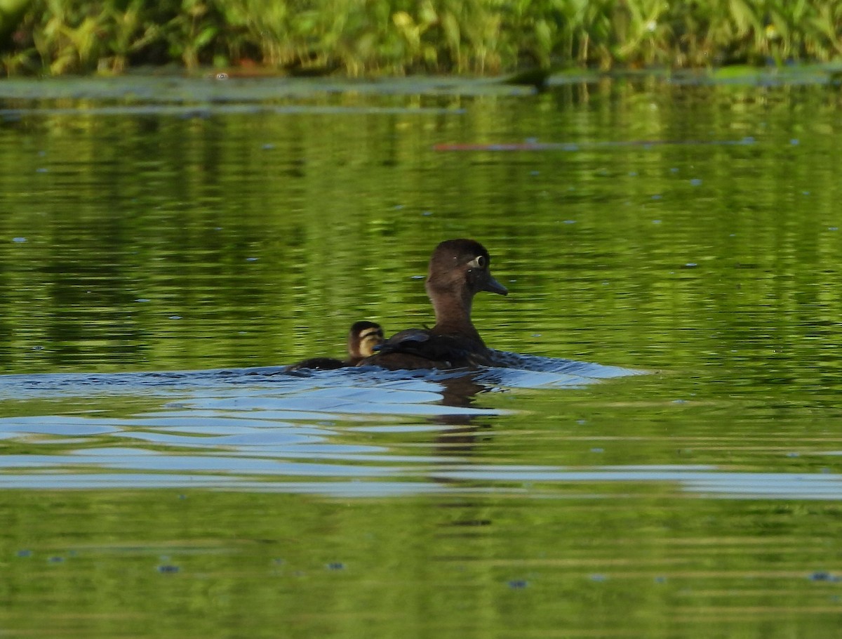 Wood Duck - ML620320403