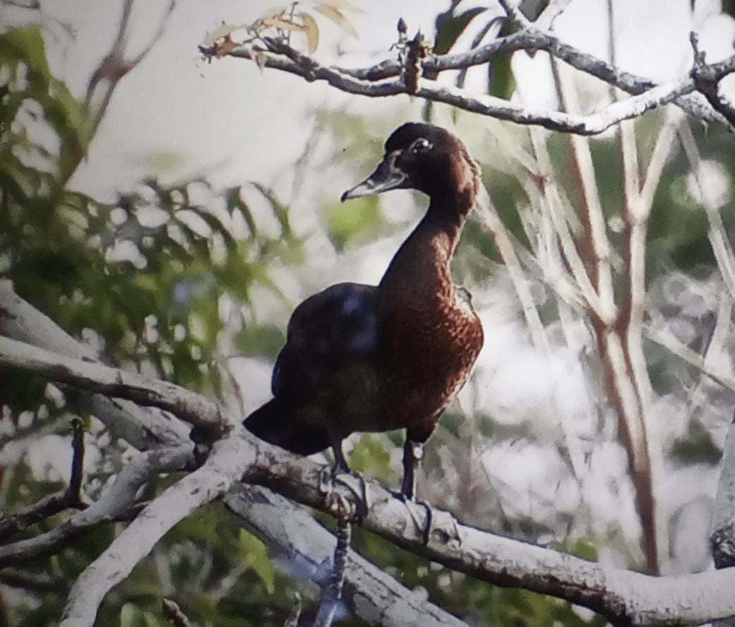 Muscovy Duck - ML620320410