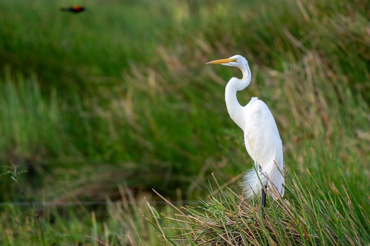 Great Egret - ML620320411