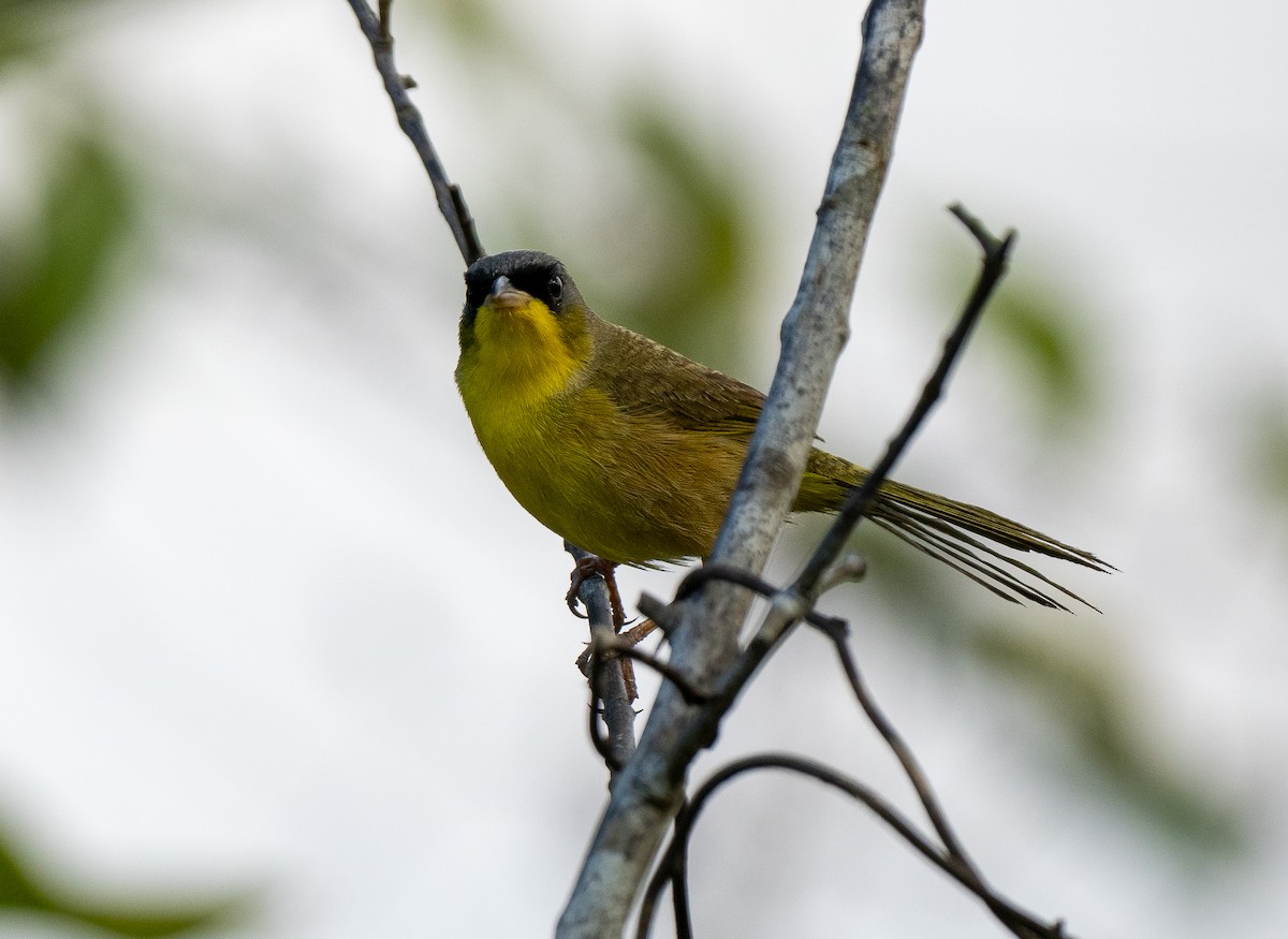 Gray-crowned Yellowthroat - ML620320442