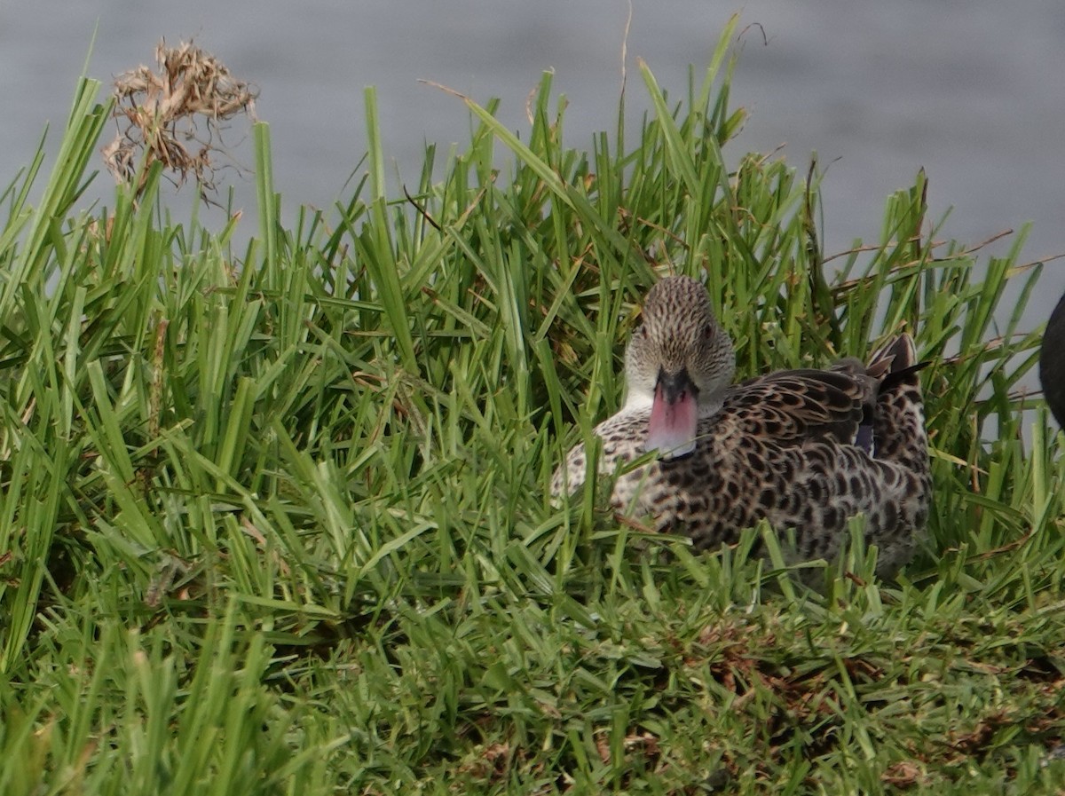 Cape Teal - ML620320448