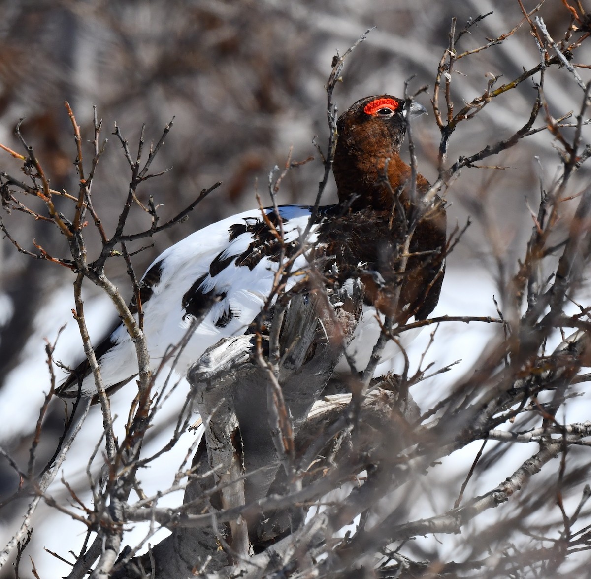 Willow Ptarmigan - ML620320449