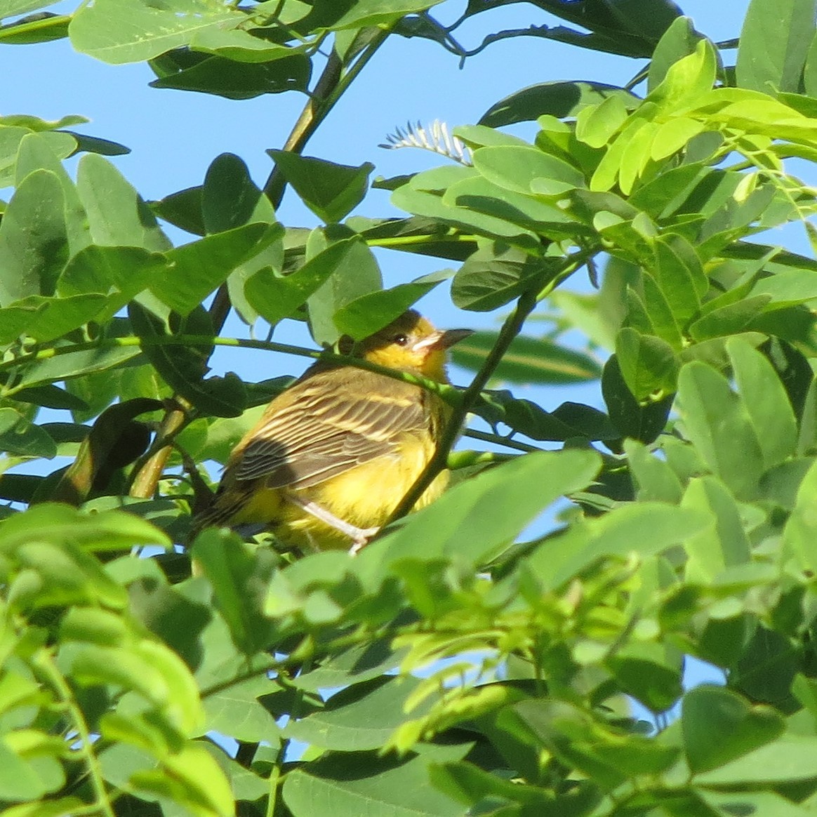 Orchard Oriole - ML620320452