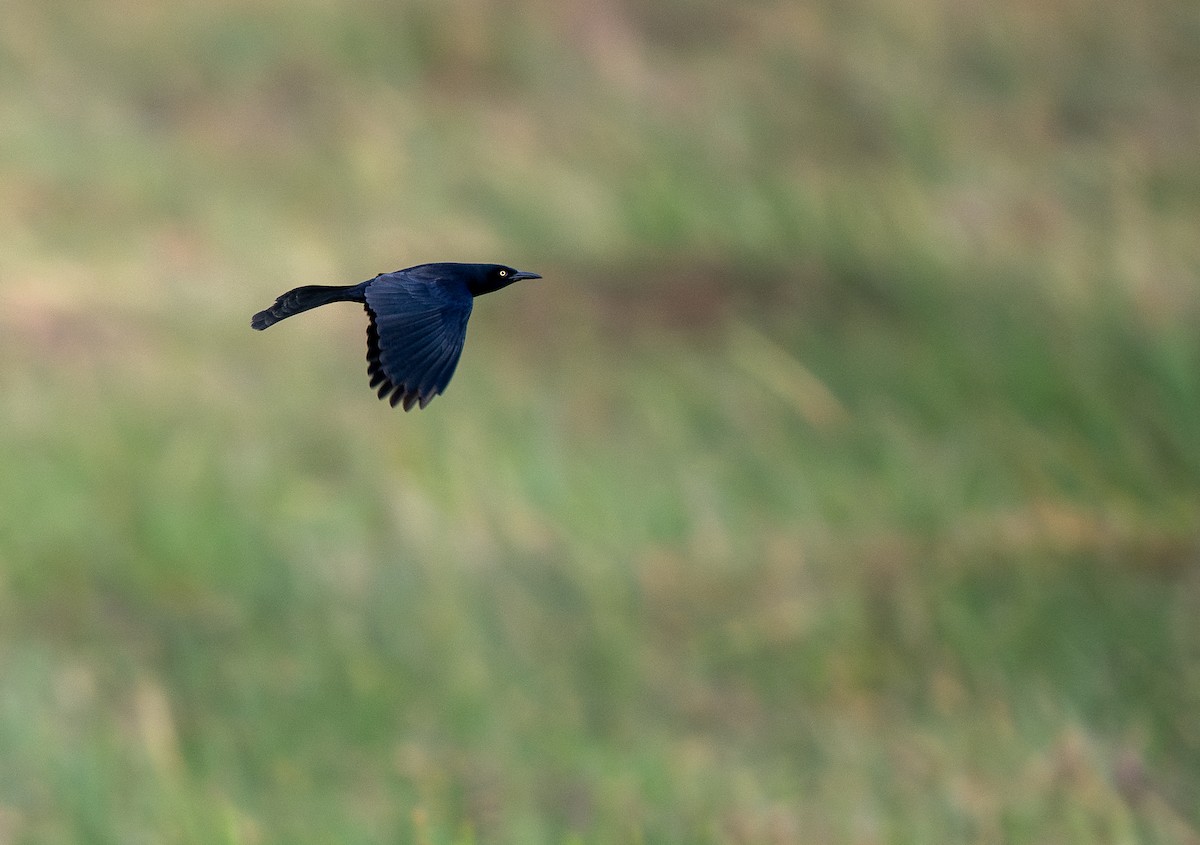 Nicaraguan Grackle - ML620320458