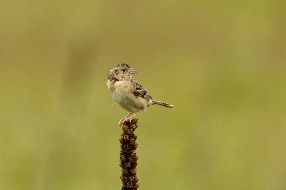 Grasshopper Sparrow - ML620320471