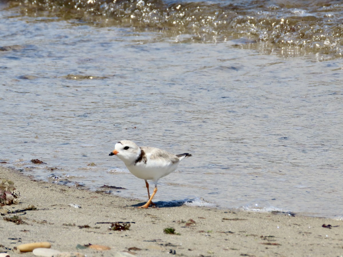 Piping Plover - ML620320478