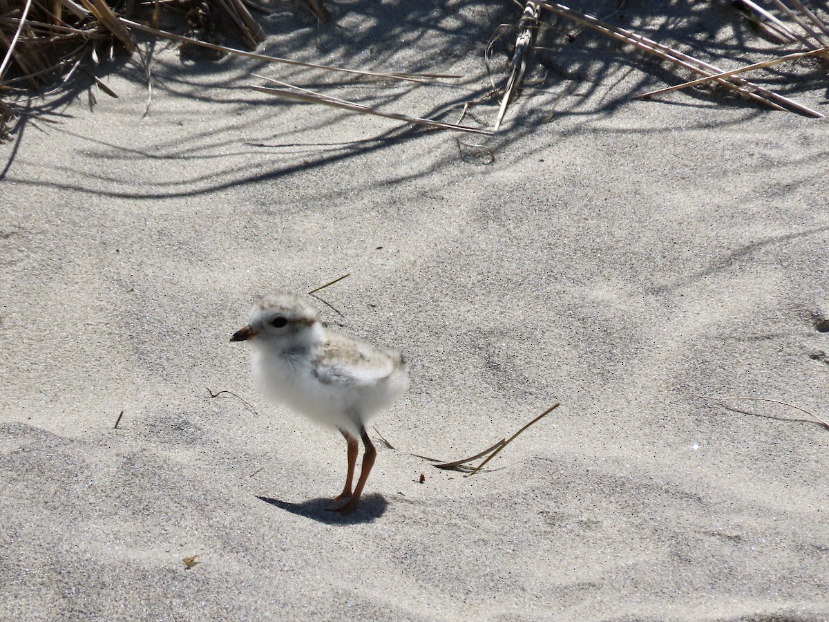 Piping Plover - ML620320479