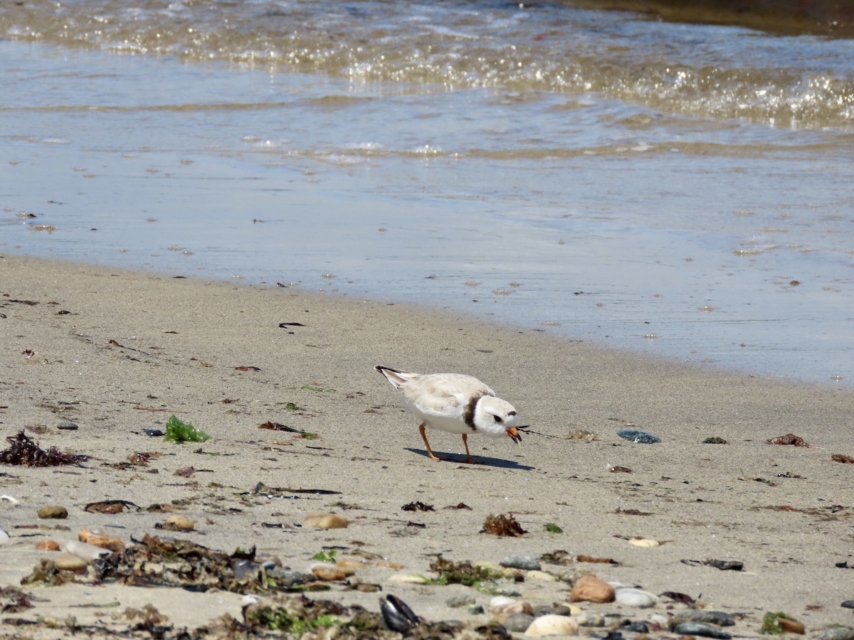 Piping Plover - ML620320480