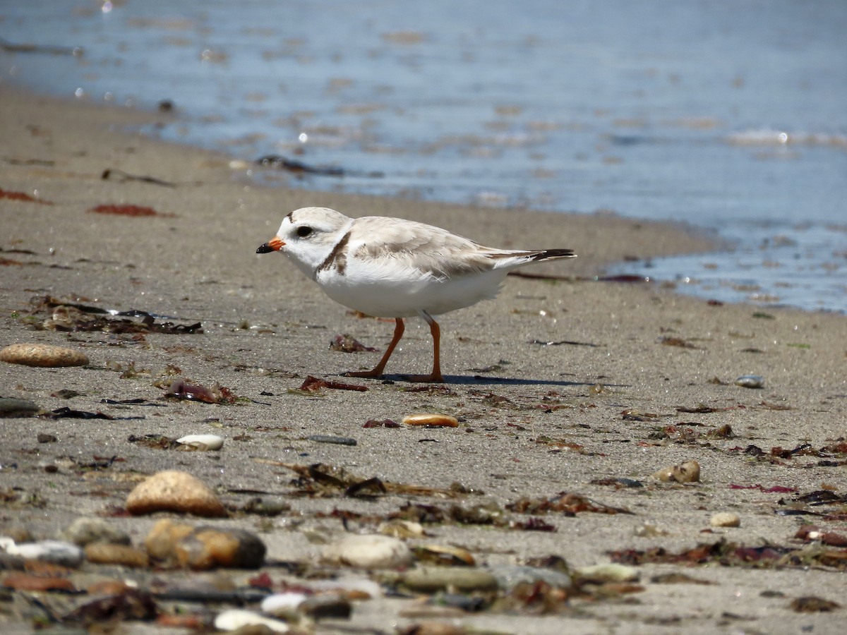 Piping Plover - ML620320481