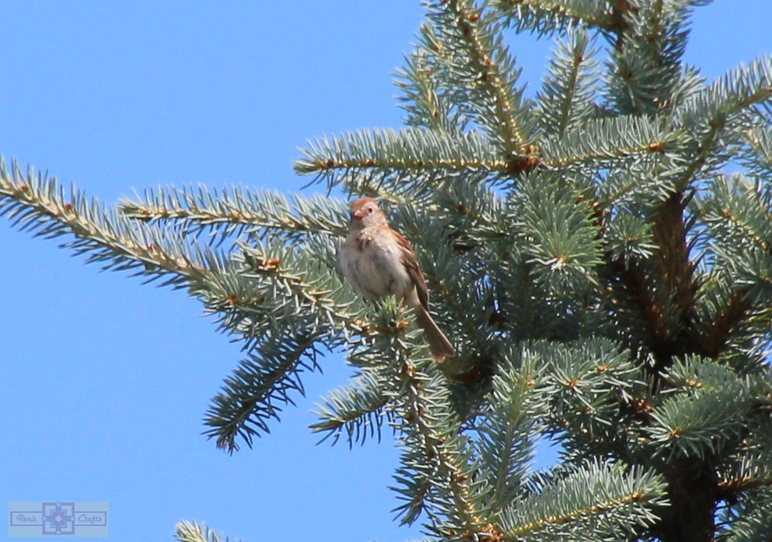 Field Sparrow - ML620320492