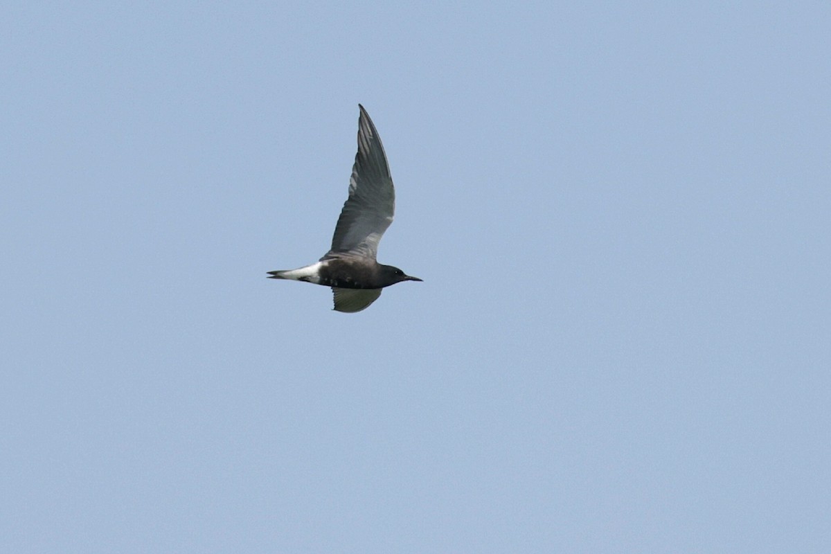 Black Tern - ML620320495