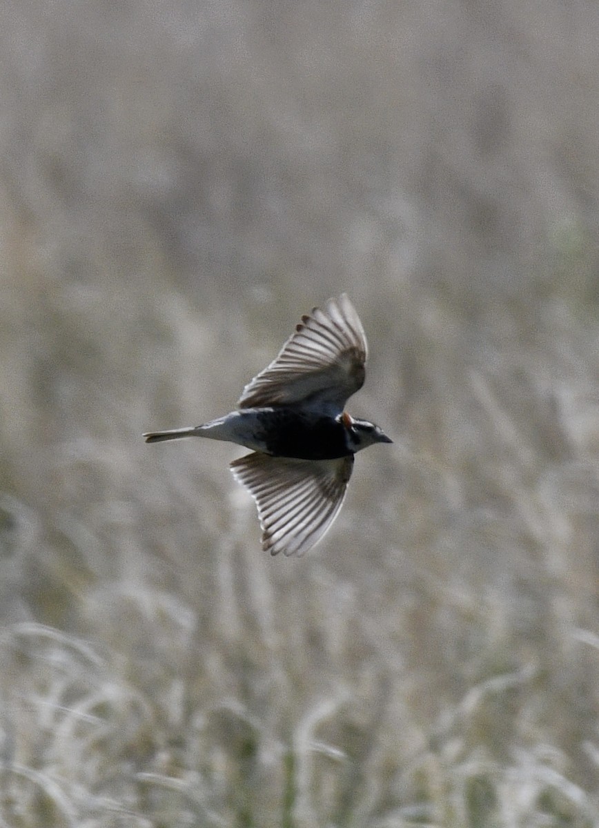 Chestnut-collared Longspur - ML620320496