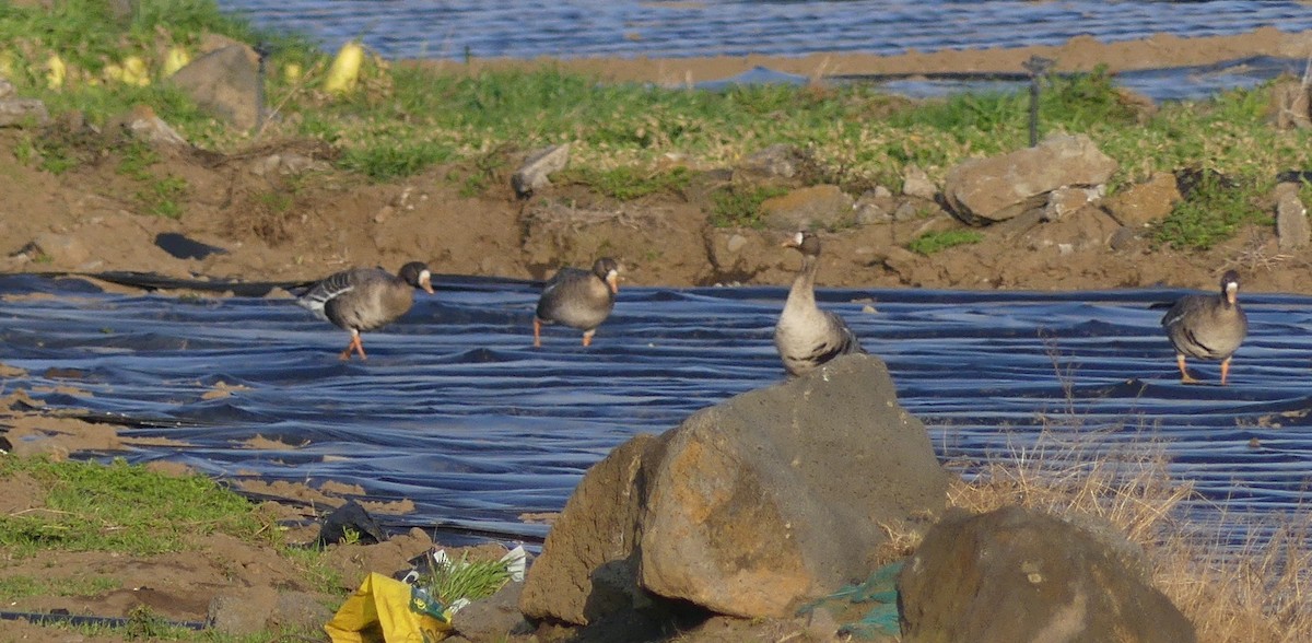 Greater White-fronted Goose - ML620320505