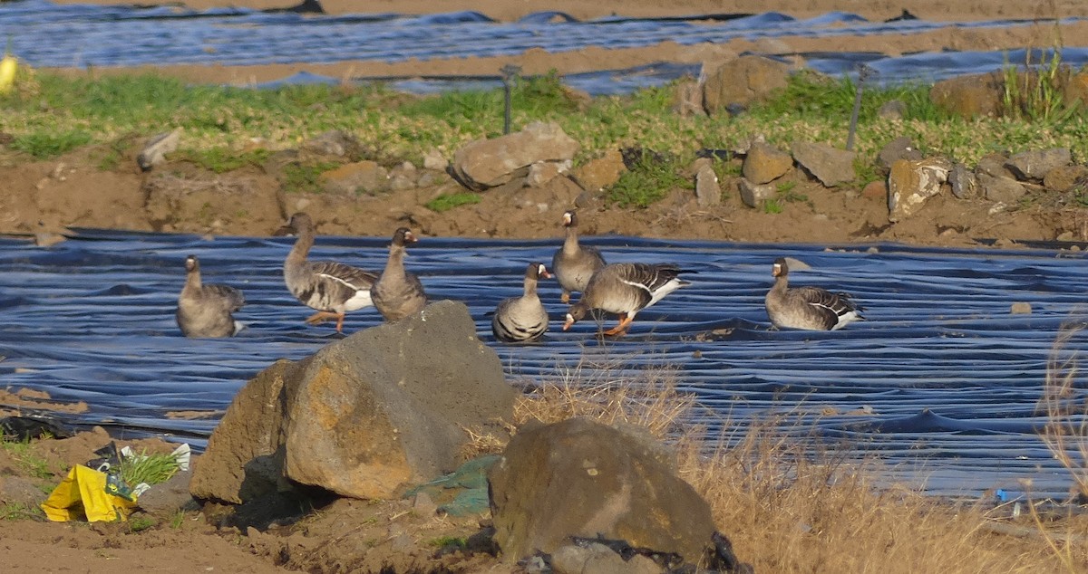 Greater White-fronted Goose - ML620320506