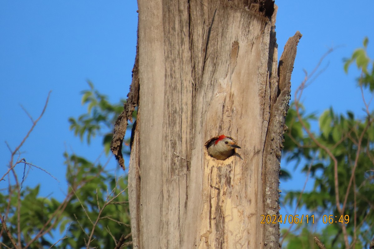 Red-bellied Woodpecker - ML620320514