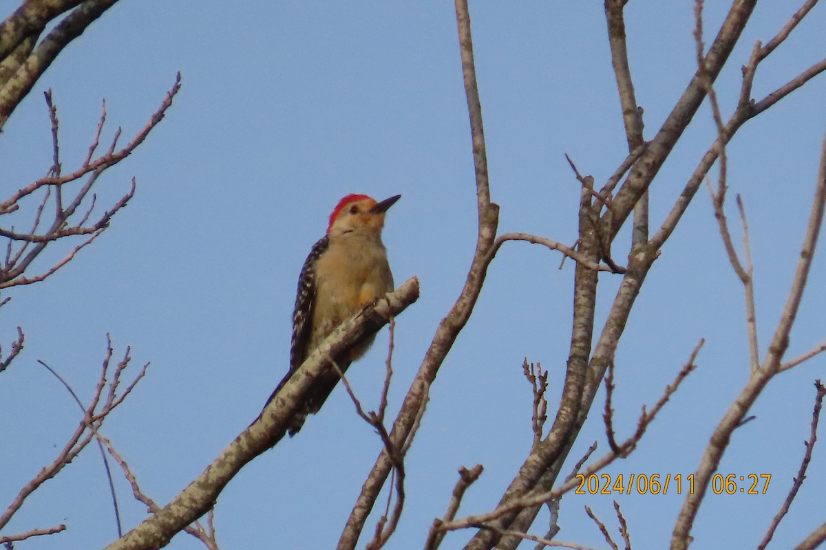 Red-bellied Woodpecker - ML620320515