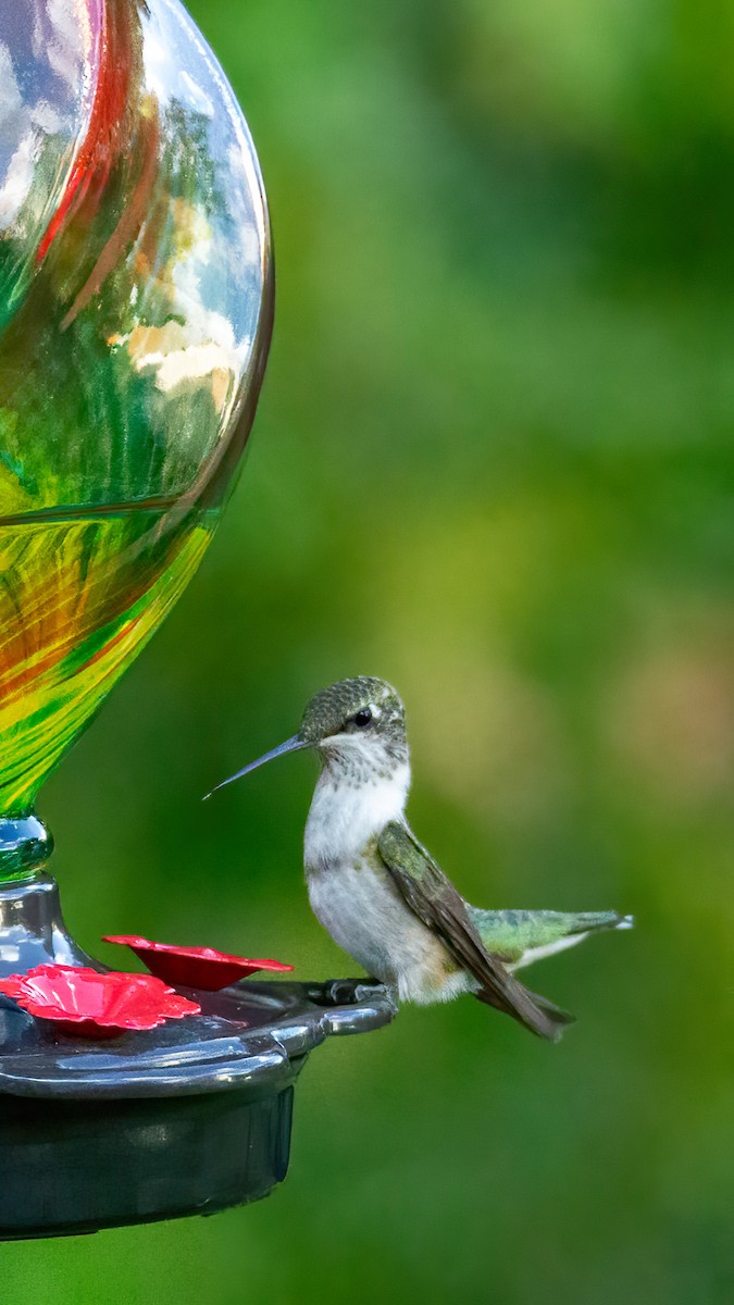 Ruby-throated Hummingbird - ML620320546