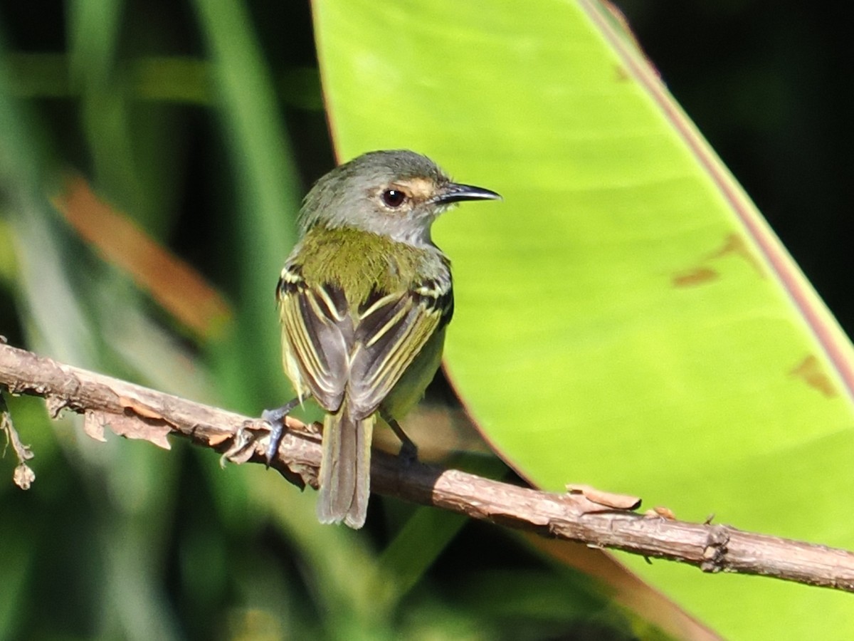 Smoky-fronted Tody-Flycatcher - ML620320550