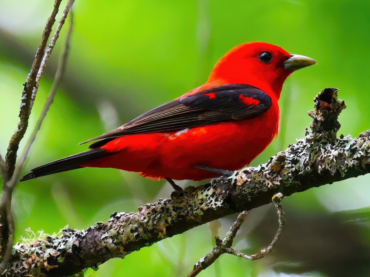 Scarlet Tanager - ML620320551