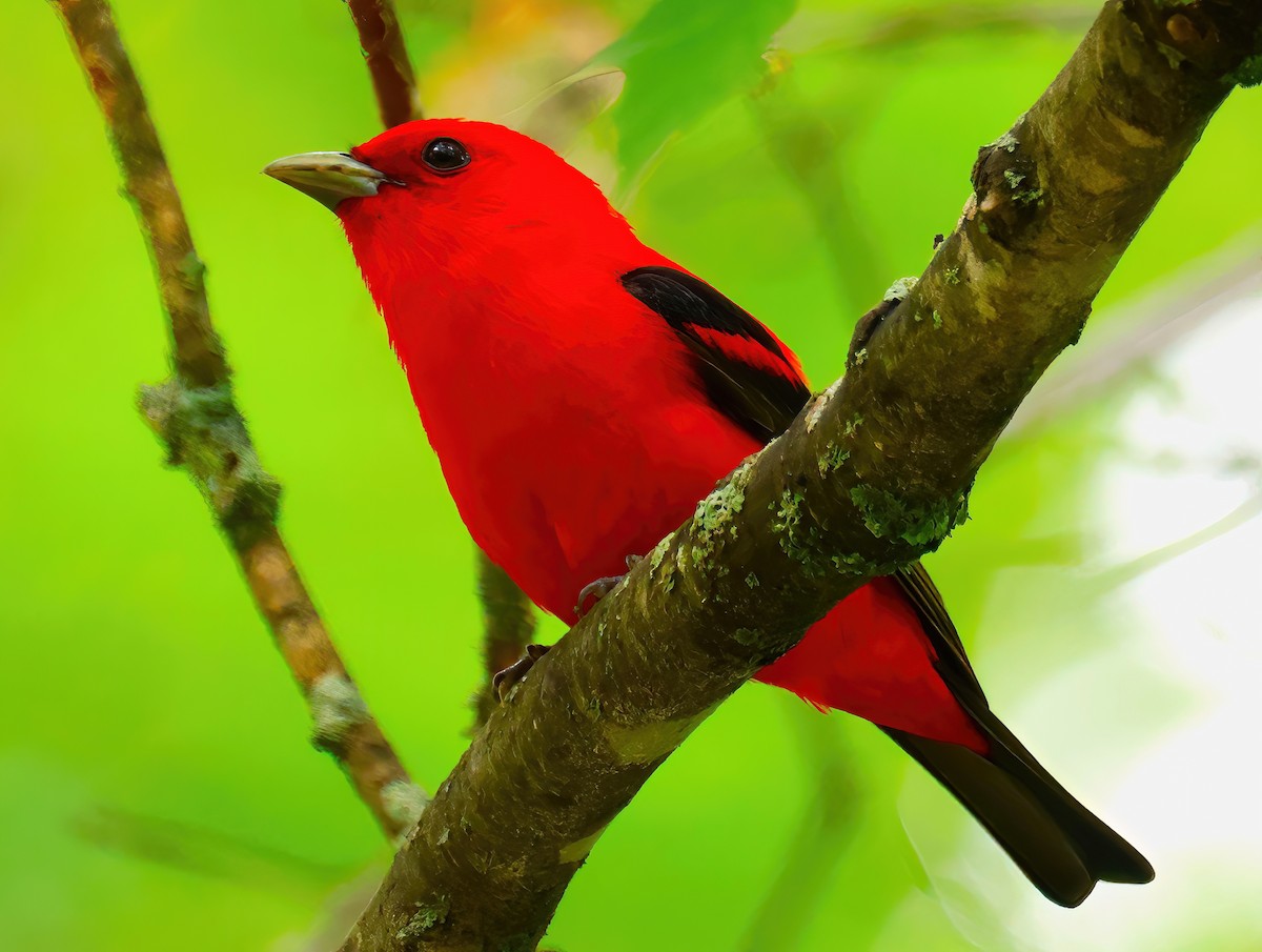 Scarlet Tanager - ML620320552