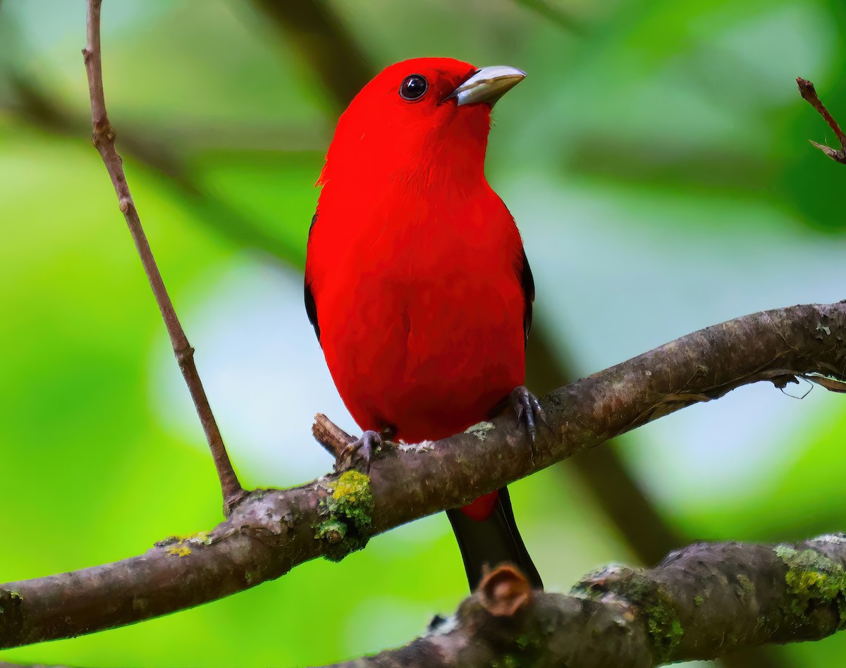 Scarlet Tanager - ML620320553