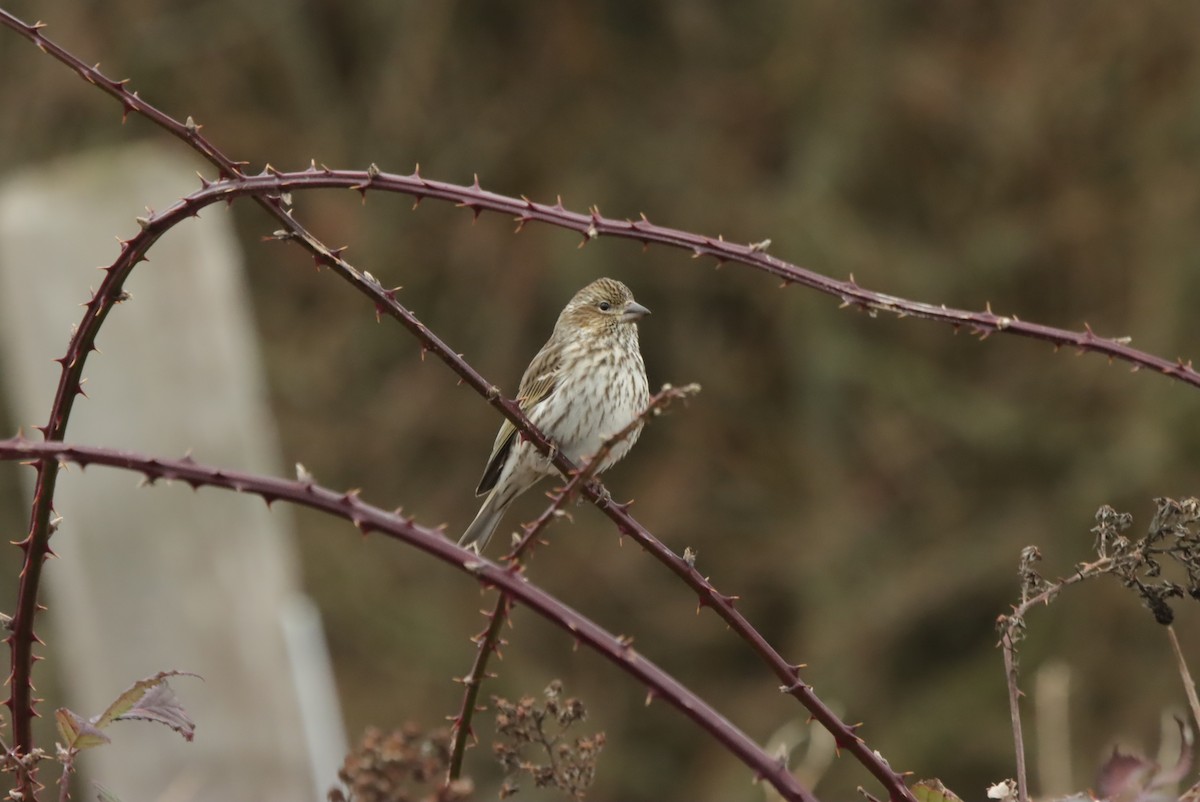 Cassin's Finch - ML620320557