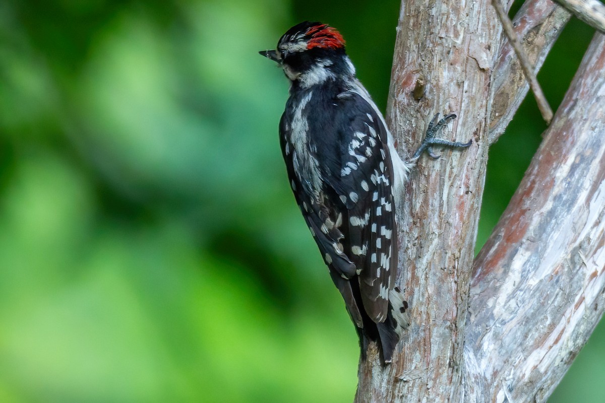 Downy Woodpecker - ML620320558