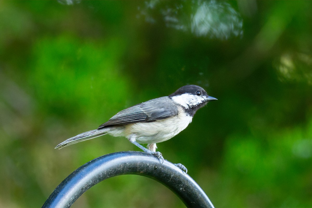 Carolina Chickadee - ML620320569