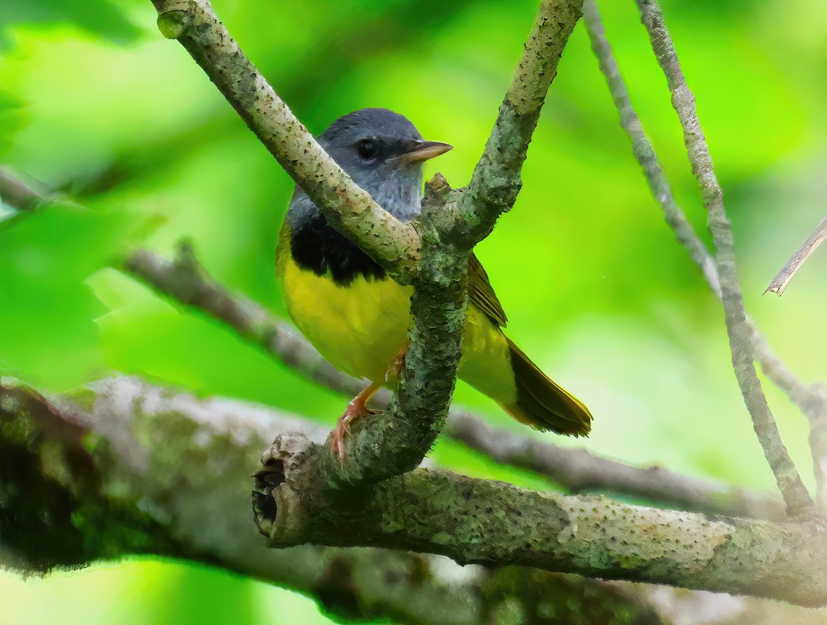 Mourning Warbler - ML620320570