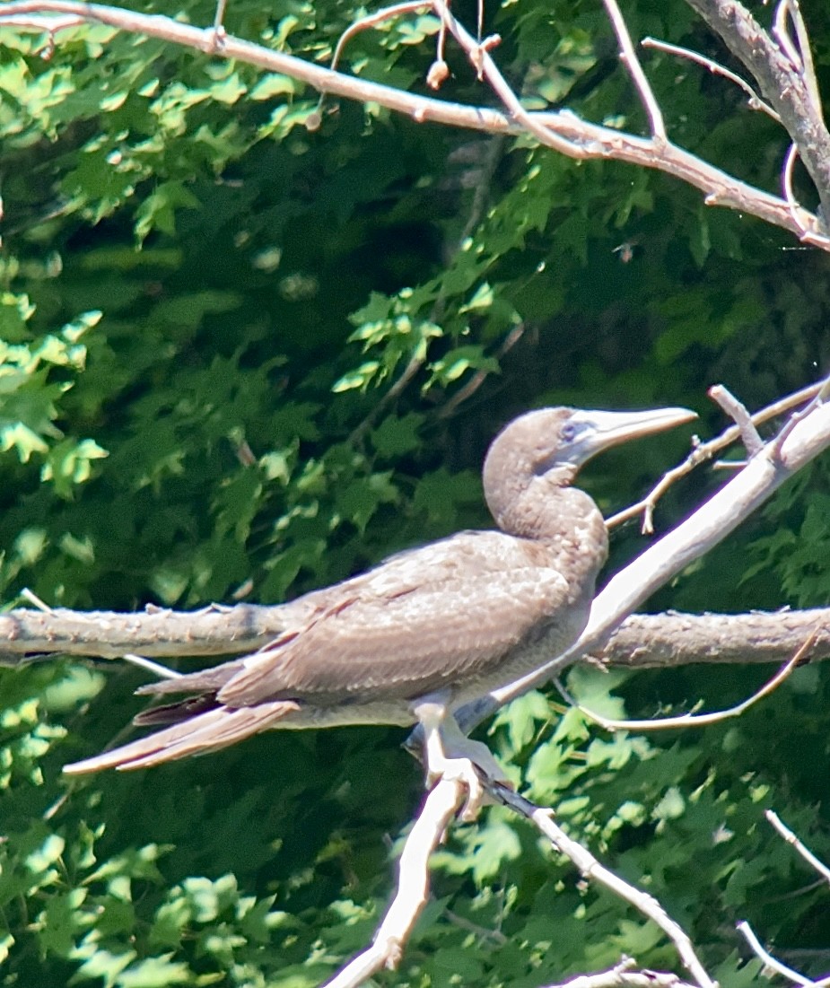Brown Booby - ML620320589