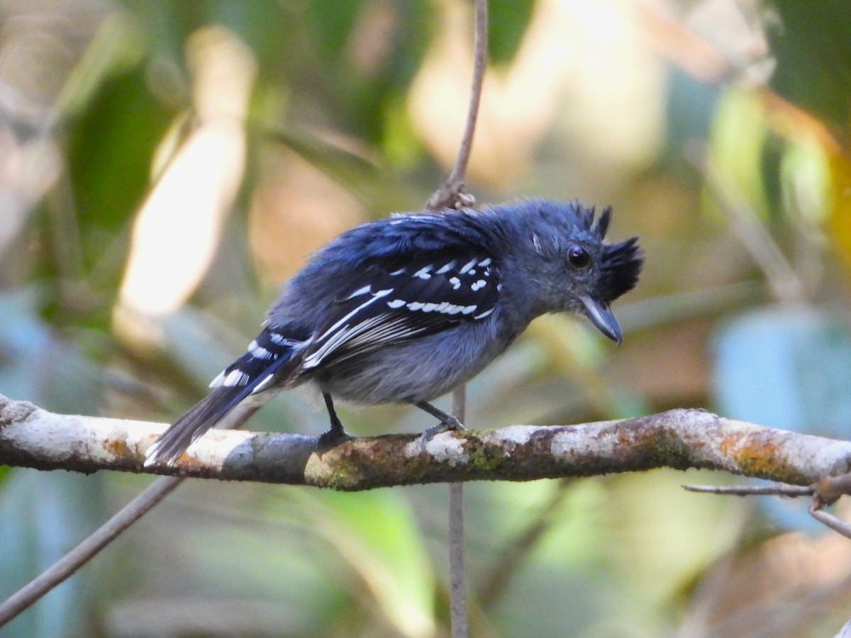 Natterer's Slaty-Antshrike - ML620320607