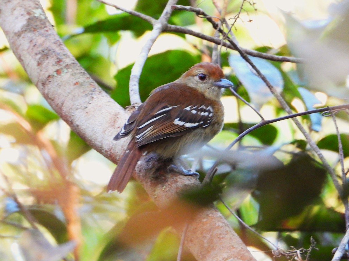 Natterer's Slaty-Antshrike - ML620320615