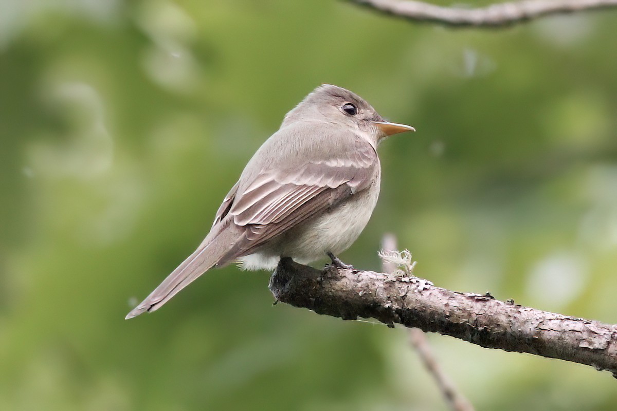 Eastern Wood-Pewee - ML620320623