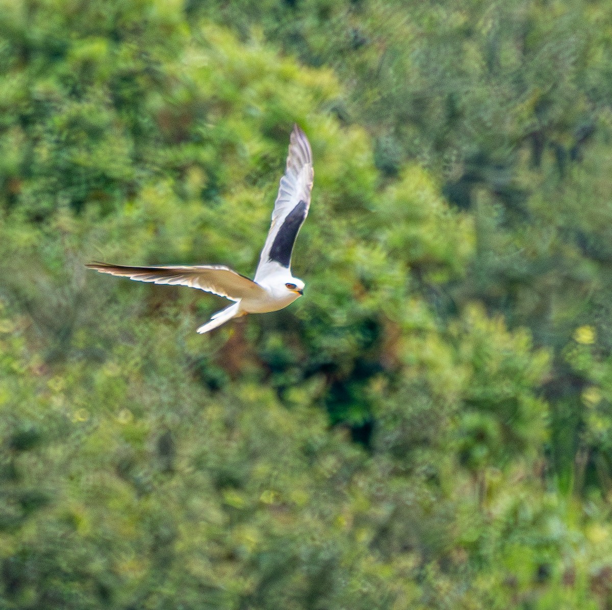 White-tailed Kite - ML620320625