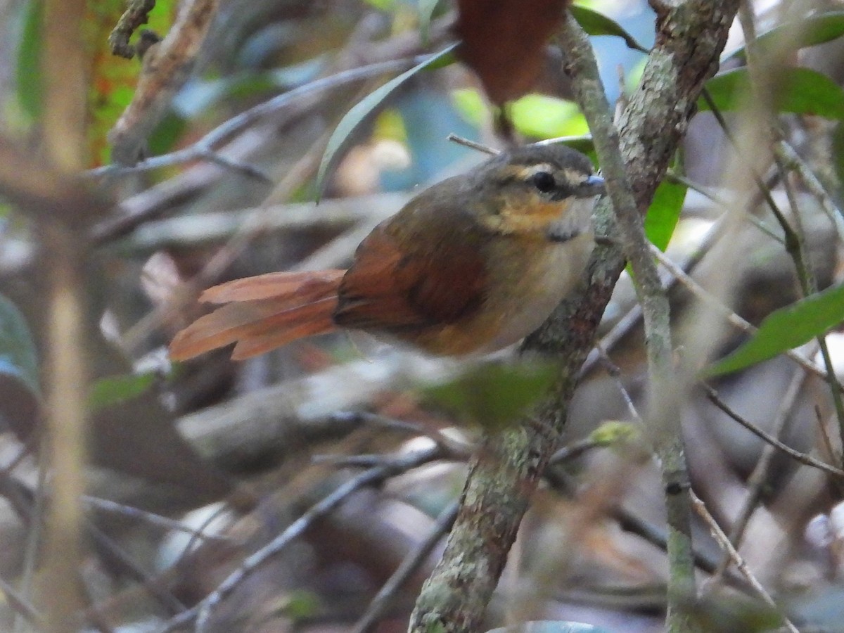 Ochre-cheeked Spinetail - ML620320628